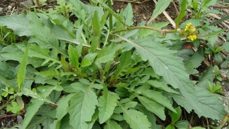 Cây Cải hoang. Rorippa indica (L.) Hiern - Cây Thuốc Nam Quanh Ta